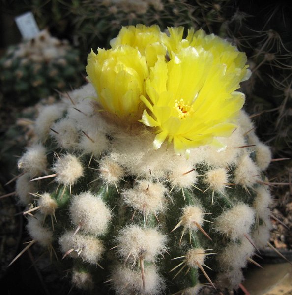 Wigginsia maldonadensis